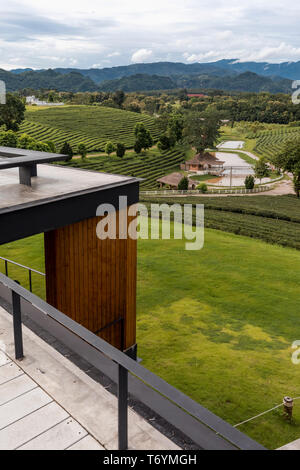 Scenic view of tea crops growing in a farm In Thailand. Stock Photo