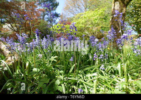 Bluebells in a Devon wood Stock Photo