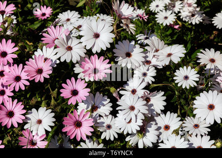 uña de gato planta en flor Stock Photo