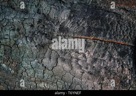 Burnt wooden Board texture. Burned scratched hardwood surface. Stock Photo