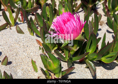 uña de gato planta en flor Stock Photo