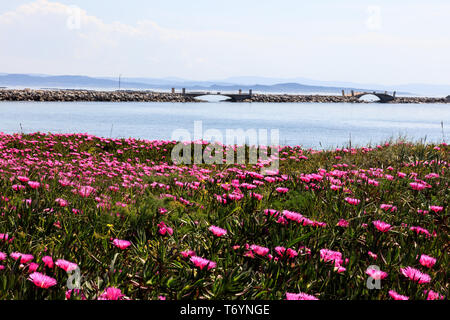 uña de gato planta en flor Stock Photo