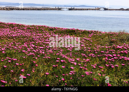 uña de gato planta en flor Stock Photo