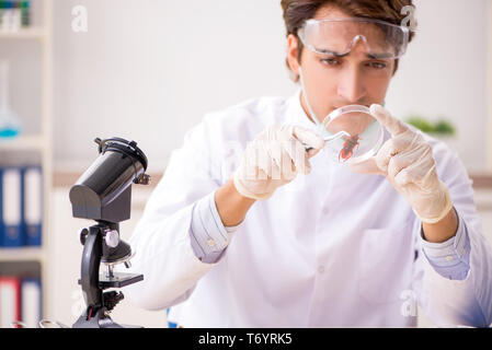 The male entomologist working in the lab on new species Stock Photo