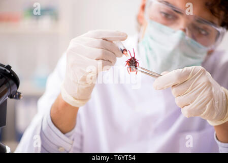 The male entomologist working in the lab on new species Stock Photo