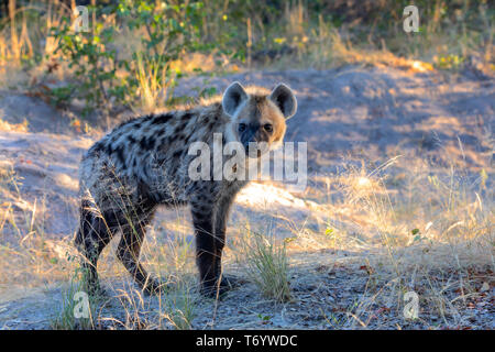Spotted hyena, Botswana Africa wildlife Stock Photo