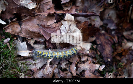 Caterpillar on leaves Stock Photo