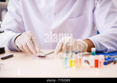 Male entomologist working in the lab on new species Stock Photo