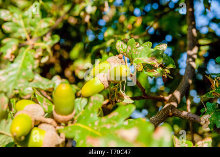 acorns on the tree close up Stock Photo
