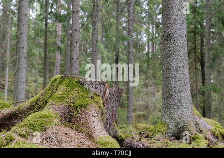 Mossy tree stump in an old coniferous spruce tree forest Stock Photo