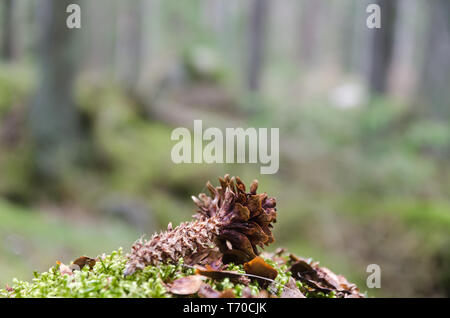 Spruce tree cone eaten by a squirrel in a coniferous forest Stock Photo
