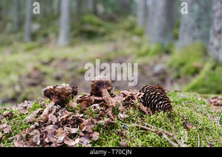 Spruce tree cone eaten by a squirrel in a coniferous forest Stock Photo