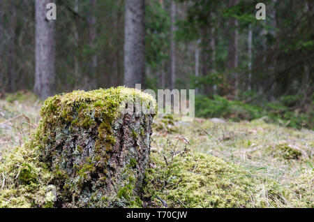 Old weathered mossy tree stump in a coniferous forest Stock Photo