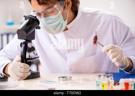 Male entomologist working in the lab on new species Stock Photo