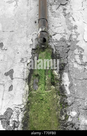 Mold and peeling paint on wall Stock Photo