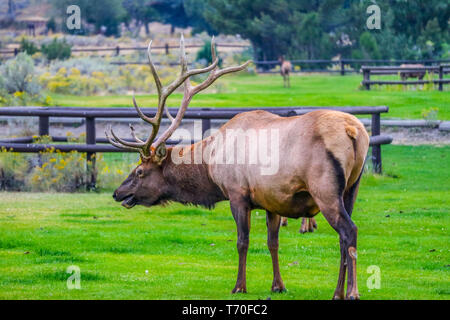 A large Bull Elk in Yellowstone National Park, Wyoming Stock Photo