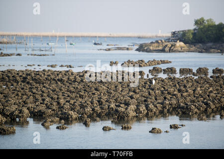 THAILAND CHONBURI BANGSAEN ANGSILA OYSTER FARM Stock Photo