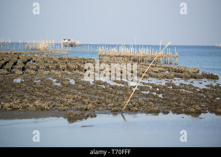 THAILAND CHONBURI BANGSAEN ANGSILA OYSTER FARM Stock Photo