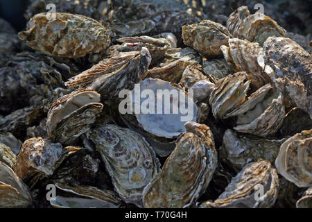 Oysters, Bouzigues, Etang de Thau, France Stock Photo