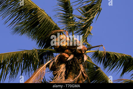 COCONUTS (COCOS NUCIFERA) RIPENING ON PALM TREE AGAINST A BLUE SKY, AUSTRALIA. Stock Photo