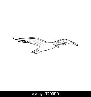 Hovering gull bird with outspread wings, ink pen sketch, The common soaring seagull mew gull, Stock Vector