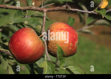 Two red apples on the branch Stock Photo