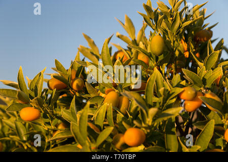 Ripe kumquats on a tree. Sunny day in Italy Stock Photo