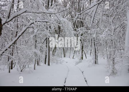 Snow road in winter forest Stock Photo