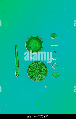 Diatoms in the water under the microskop Stock Photo