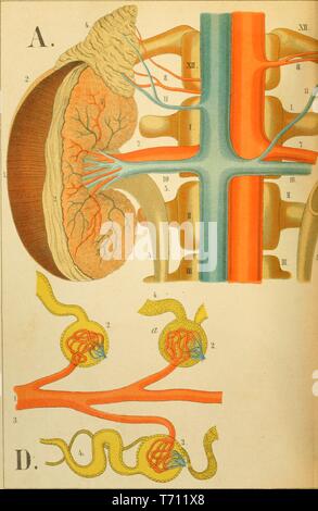 Vintage anatomy print of the human kidney system Stock Photo: 327694548