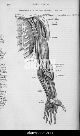 Black and white print showing a frontal view of the spinal nerves extending into the upper left extremity (arm) illustrated by Henry Vandyke Carter, and published in Henry Gray's medical volume 'Anatomy, descriptive and surgical', 1860. Courtesy Internet Archive. () Stock Photo
