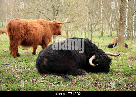 Siesta with the scottish highland cattle Stock Photo