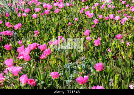 uña de gato planta en flor Stock Photo