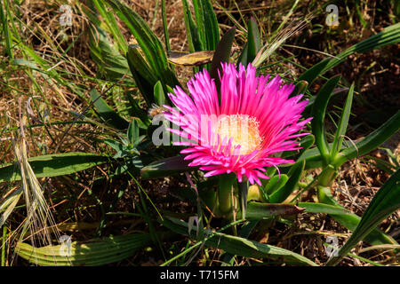 uña de gato planta en flor Stock Photo