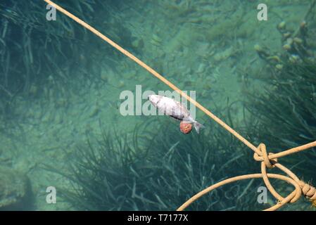 Picture of dead fish floating in the port of Chersonissos, Crete, Greece. Stock Photo