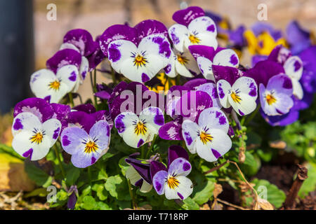 Pansies or viola flowers Stock Photo
