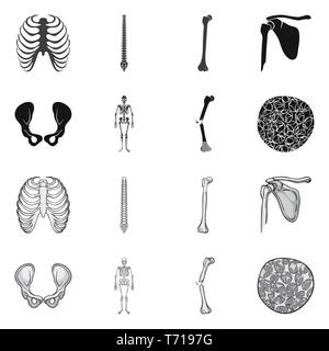 rib,spine,femur,hip,musculoskeletal,fracture,osteoporosis,cage,chiropractic,broken,pelvis,joint,scientific,pain,cell,xray,backbone,fibula,skeletal,bias,tissue,body,spinal,shin,pelvic,surgery,system,injury,connective,tibia,healthy,medicine,clinic,biology,medical,bone,skeleton,anatomy,human,organs,set,vector,icon,illustration,isolated,collection,design,element,graphic,sign Vector Vectors , Stock Vector