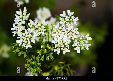 a close up of coriander flowers in a garden with blurred background. Stock Photo