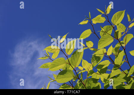 Japanese knotweed