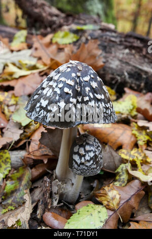 poisonous black spotted mushroom poisonous mushroom, Coprin pasta Stock Photo