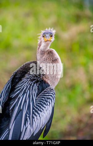 A Female Anhinga in Everglades National Park, Florida Stock Photo