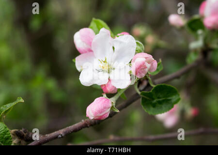 Beautiful spring flower. Apple blossom. Branch of the tree with flowers. Flowering trees. Apple. Garden. Stock Photo