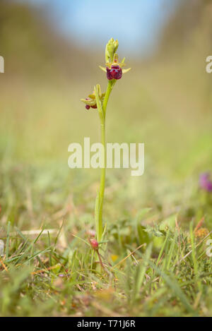 Ophrys sphegodes - spider orchid is a species of sexually-deceptive orchid native to Europe and the Middle East. It is a very varied species with many Stock Photo