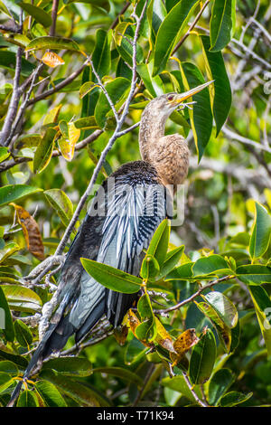 A Female Anhinga in Everglades National Park, Florida Stock Photo