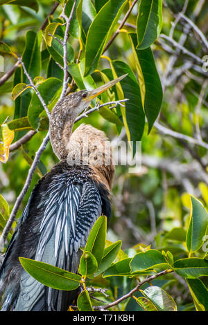 A Female Anhinga in Everglades National Park, Florida Stock Photo