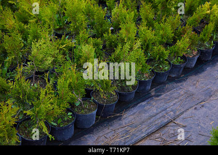 Thuja occidentalis in garden center. Plant nursery. Decorative potted plant at flower shop Stock Photo