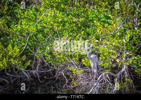 A Great Blue Heron in Everglades National Park, Florida Stock Photo