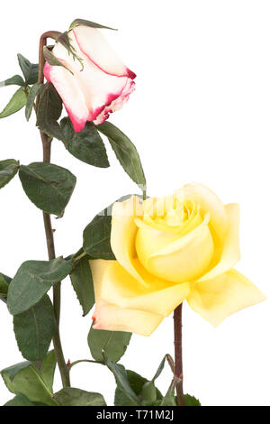 dry roses on a white background Stock Photo