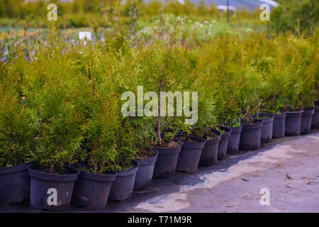 Thuja occidentalis in garden center. Plant nursery. Decorative potted plant at flower shop Stock Photo