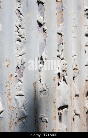 Old rusty, painted and weathered corrugated iron panels. Stock Photo